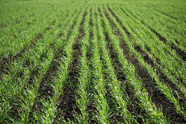 istock Green sprouts of young wheat 147053927