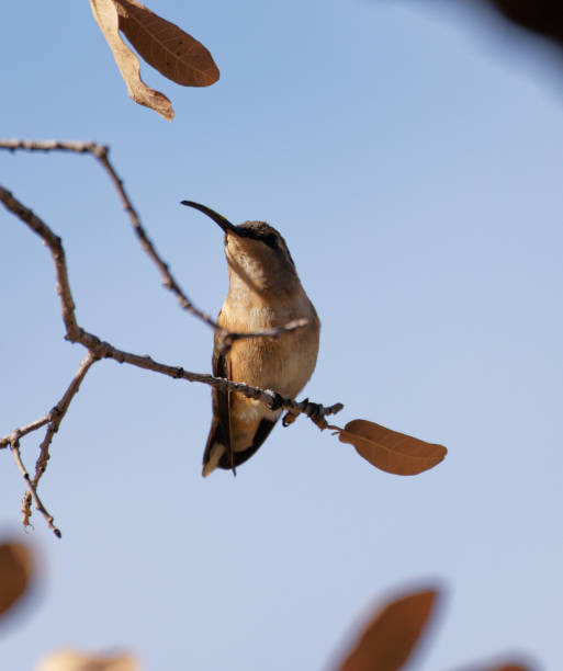 istock Female Lucifer Hummingbird 1470539594