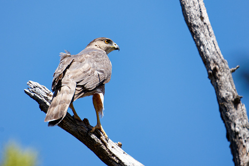 a hawk rests in a tree near Sierra Vista, AZ
