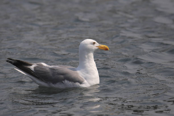 istock Closeup of a Western Gull (larus occidentalis) 1470539623