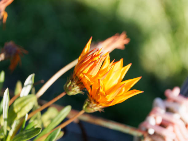 kwiat gerbery - flame dew close up macro zdjęcia i obrazy z banku zdjęć