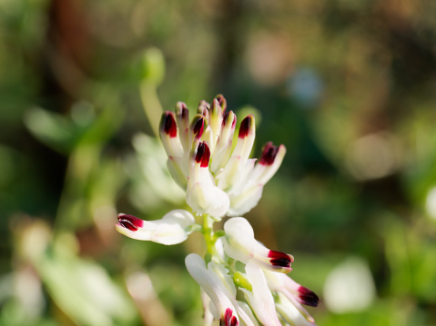 macro shot of fumaria capreolata in a garden