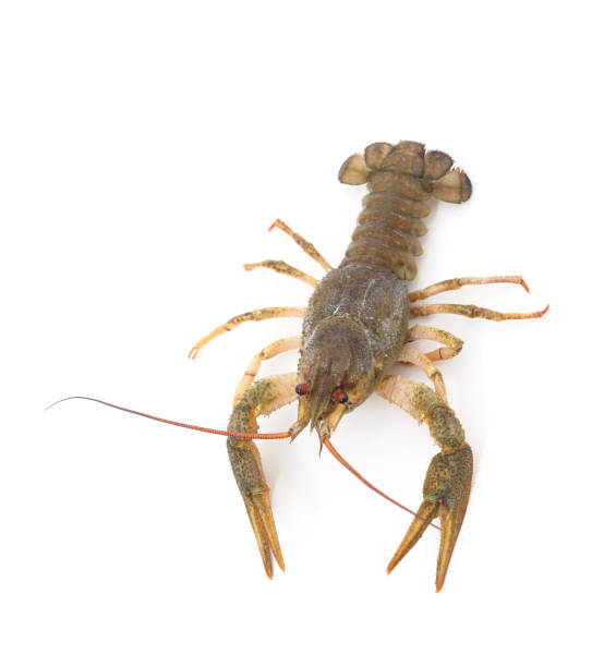 istock Adult green crayfish. 1470539850