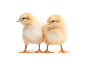 Two baby chickens standing together on a white background