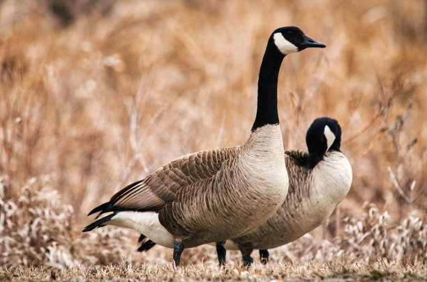 istock Two Canada Geese (Branta canadensis) standing on the ground. 1470540051