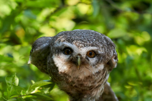 istock Great horned owl (Strix nebulosa) in nature 1470540220