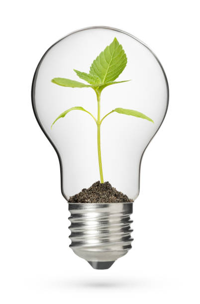 istock Classic light bulb with new life plant on white 1470540884
