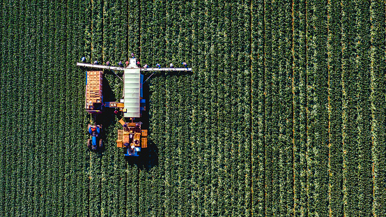 Mexican Migrant Workers Harvesting Cauliflower to Conveyer Belt Machinery In a Green Field, Near Yuma Arizona, Straight down aerial view of farm workers harvesting Cauliflower on a large scale vegetable farm