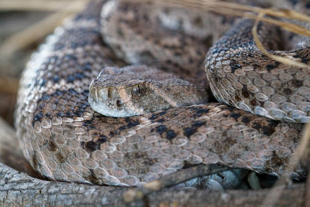 istock Western Diamondback Rattlesnake 1470542290