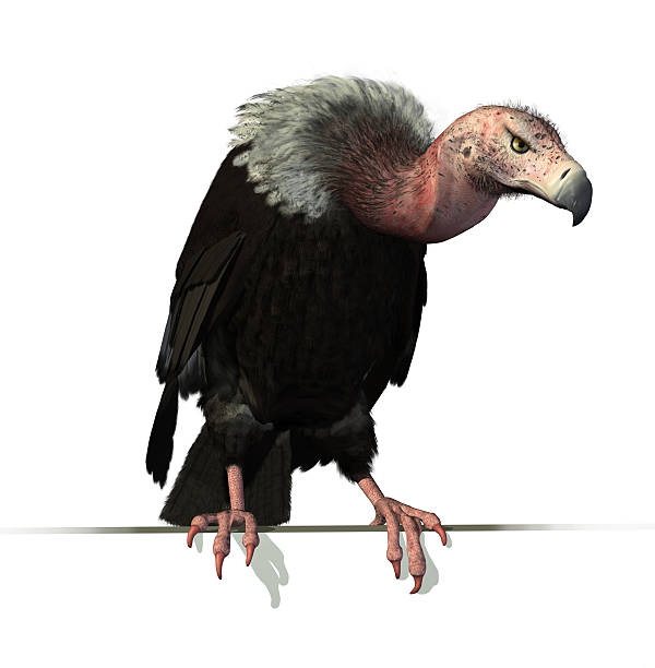 Vulture Perched on an Edge A red headed vulture perched on an edge - combines 3D render and digital painting. vulture stock pictures, royalty-free photos & images