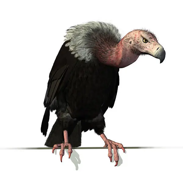 Photo of Vulture Perched on an Edge