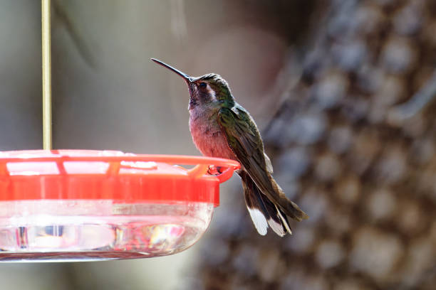 istock Blue-throated Mountain-gem Hummingbird male 1470543978