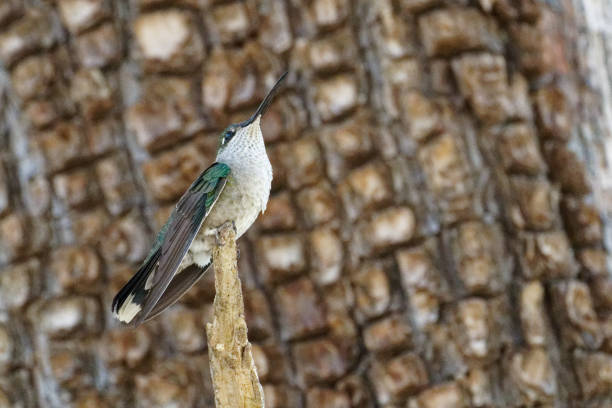 a male hummingbird perches on a branch in Madera Canyon, Arizona