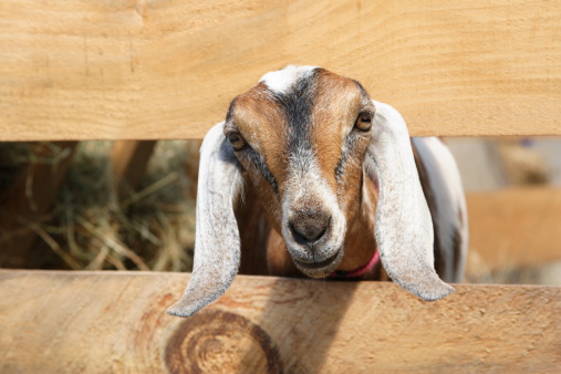 Young Goat Peeking through the fence.