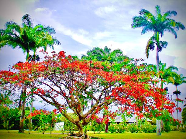 On the Caribbean Islands the Royal Poinciana trees brings vitality and vibrancy to the island lifestyle