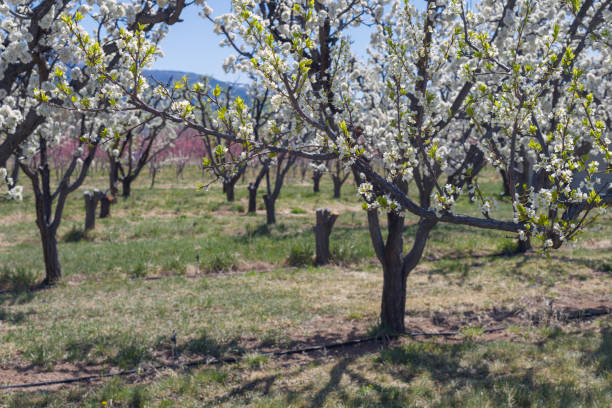 Orchards in bloom on Orchard Mesa near the town of Palisade on a beautiful sunny day in April.