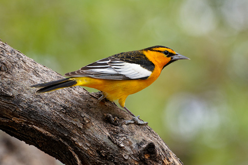 an Oriole feeds in a tree in Southern Arizona
