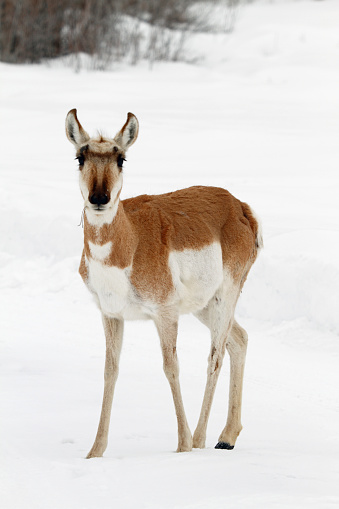 Pronghorn Antelope in East Central Idaho.