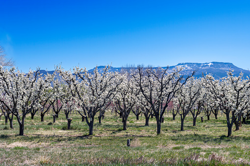 Orchard in bloom on Orchard Mesa near the town of Palisade on a beautiful sunny day in April. The snowy Grand Mesa looms against a clear blue sky in the distance.
