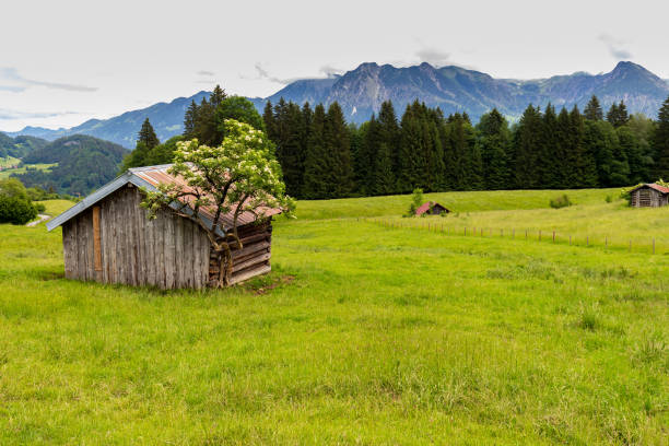 beauty daily landscape of an old wooden house on a green field