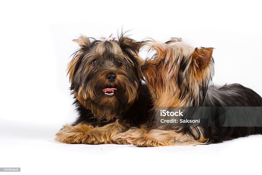 - Hund - Lizenzfrei Braun Stock-Foto