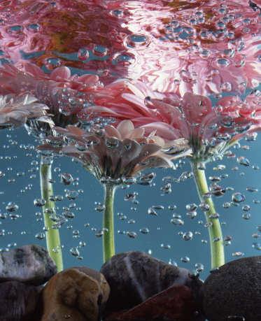 Gerberas photographed under water with bubbles to enhance the picture