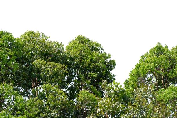 istock A group of big trees with leaves branches on white isolated background 1470547200