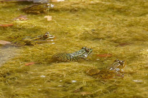 frogs stays cool in a pond near Sierra Vista, Arizona