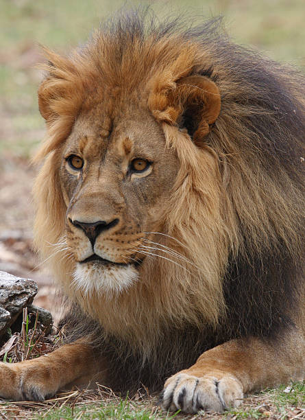 istock African Male Lion 147054777