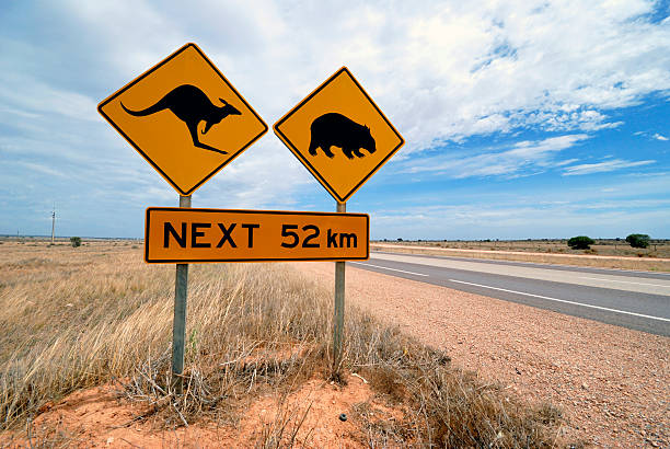 istock Kangaroo, wombat  warning sign in Australia 147054841