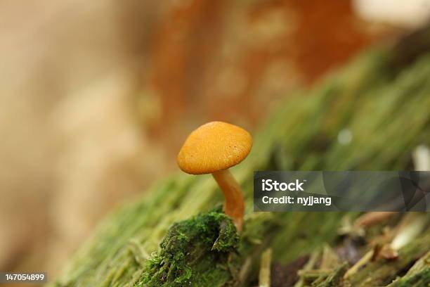 Seta Foto de stock y más banco de imágenes de Comida vegetariana - Comida vegetariana, Detalle de primer plano, Fotografía - Imágenes