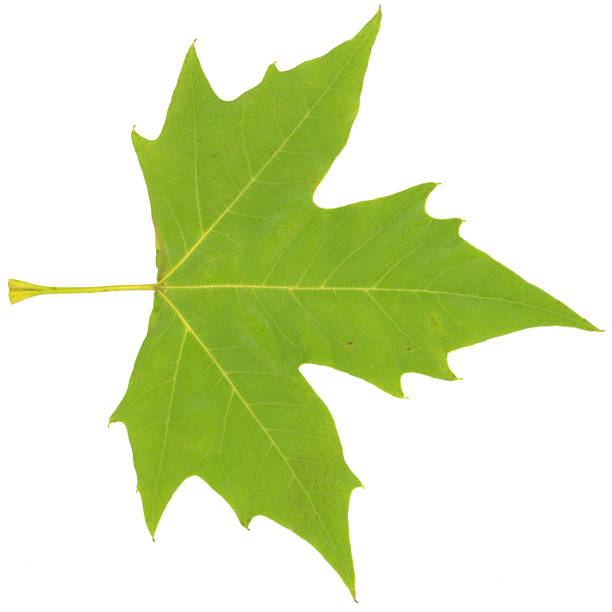 istock green summer leaf isolated on white background 147054958