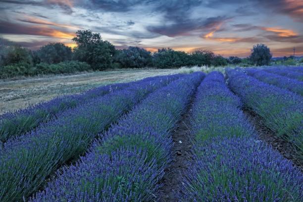 istock TUSCANIA: LAZIO’S LOVELY LAVENDER GEM 1470549673