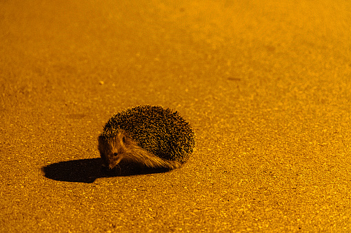 A lonely hedgehog wondering around at night on the street, are you looking for food, or a companion to talk with?