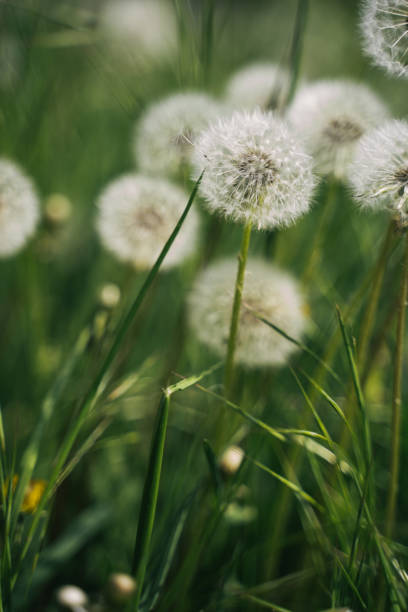 istock White dandelions on a green meadow on a sunny day 1470553167