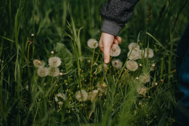 istock boy's hand holding white dandelion flower on green grass 1470553193