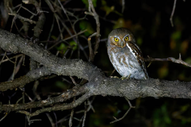 elf owl - night perching owl imagens e fotografias de stock