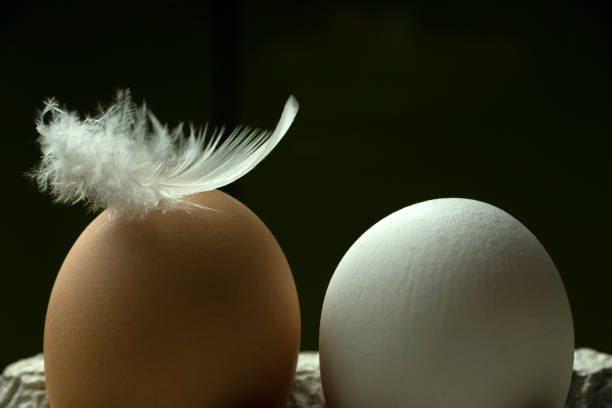 istock Chicken egg with a feather from a bird on a black background, Easter egg, close-up 1470553866