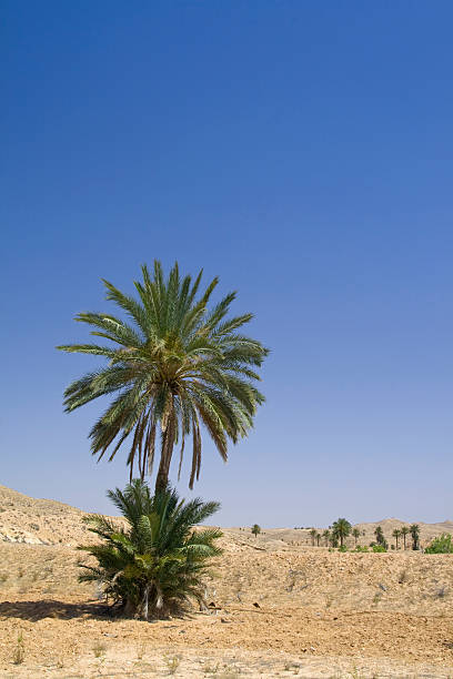istock Sea oasis in Tunisia 147055396