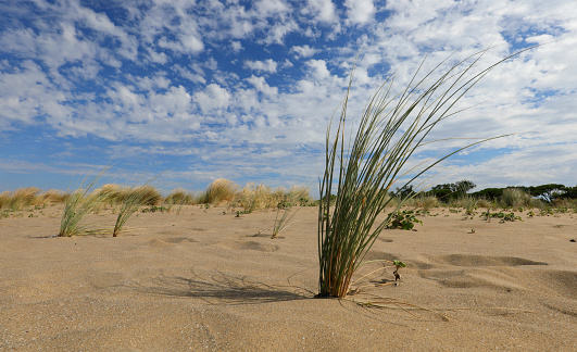 Tuft of green grass that grows among the scorching sands of the desert in summer