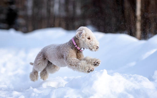 430+ Terrier Bedlington Stock Photos, Pictures & Royalty-Free Images - iStock