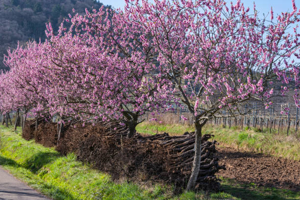 istock Almond blossom in Edenkoben/Germany 1470554961