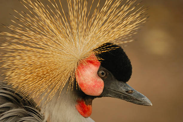 istock Portrait of Crane Crowned 147055500