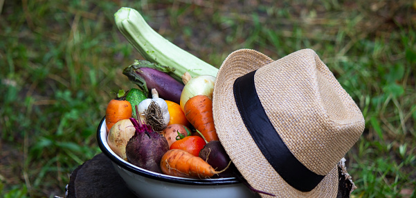 fresh picked vegetables in a bowl in the garden. Selective focus