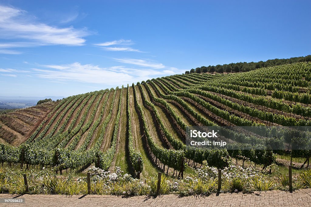 Azienda vinivola - Foto stock royalty-free di Azienda vinicola