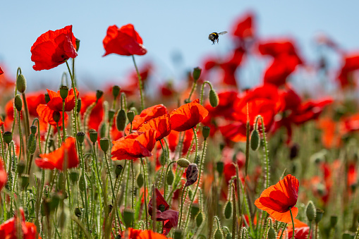 Vibrant poppies with a bee overhead, with a shallow depth of field