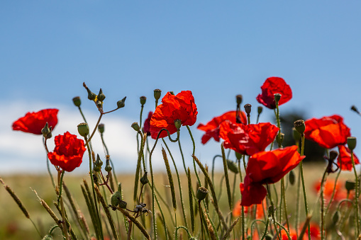 A close up of vibrant poppies with a blue sky behind