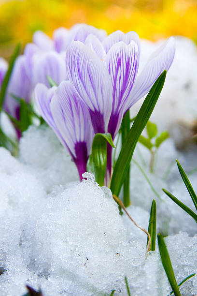 istock Flowers purple crocus in the snow 147055706