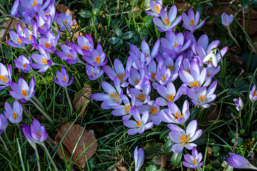 Crocus flowers in garden. Beautiful purple and yellow crocus flower on blurred background. Flowering background of bloom crocus in spring in flower garden. Floral background