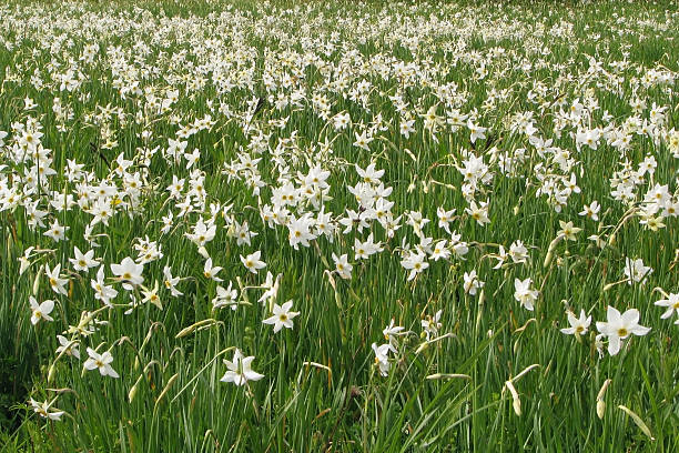 Field of wild narcissuses. stock photo